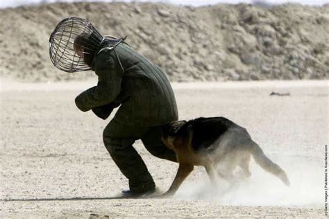 Attack Dog Training » GagDaily News