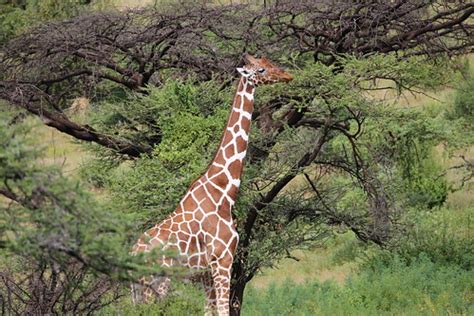 Reticulated giraffe, Samburu | Eileen O'Shea | Flickr