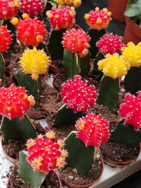 Discover 15 Different Types of Cactus - A-Z Animals