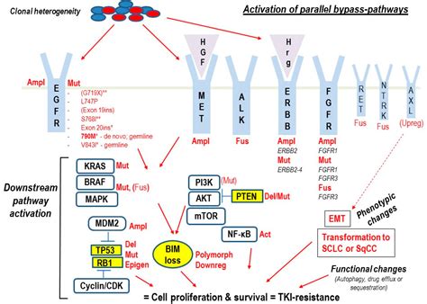 Cancers | Free Full-Text | Intrinsic Resistance to EGFR-Tyrosine Kinase ...