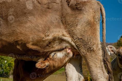 Grazing cows feeding on grass 6541754 Stock Photo at Vecteezy