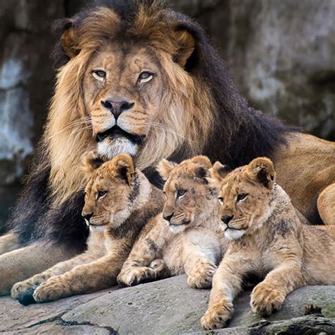 Lion and cubs | Animals beautiful, Lion family, Animals