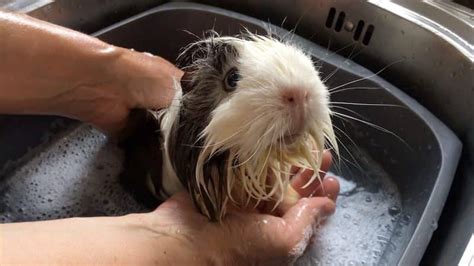 How to Bathe a Guinea Pig: Complete Step by Step Guide 2022