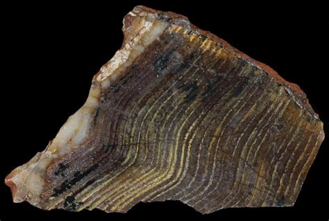 Strelley Pool Stromatolite - Oldest Known Life (3.43 Billion Years) (#39040) For Sale ...