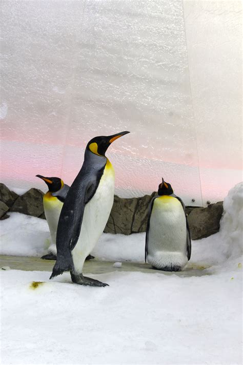 Penguins - Sealife Melbourne Aquarium