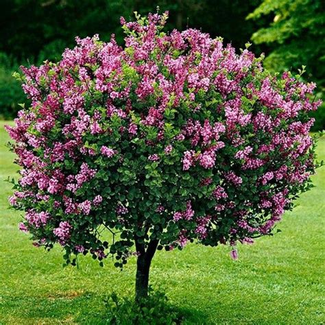 French Lilac Bush Seeds syringa Vulgaris 20seeds - Etsy | Lilac tree ...