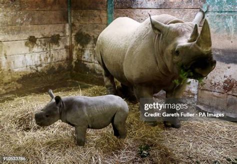 260 Black Rhino Calf Stock Photos, High-Res Pictures, and Images - Getty Images