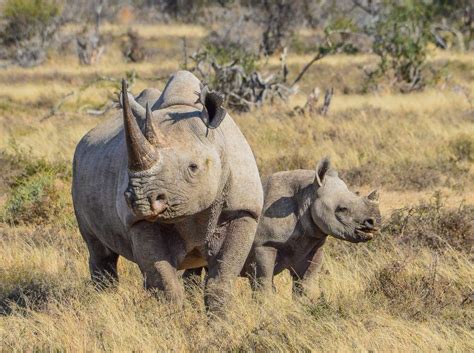 Petition: Protect Endangered Black Rhino Habitat in Tanzania! - Focusing on Wildlife | Black ...