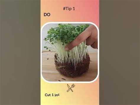 Know this before harvesting microgreens | Microgreens harvesting tips ...