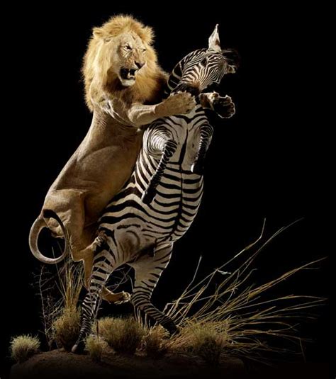 In the photograph above, the lion is seen attacking and strangling its prey, the zebra. | Prey ...