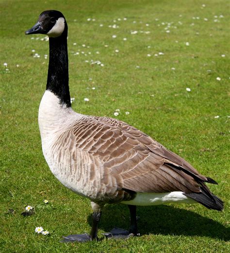 Canadian goose, Canada goose, Bird