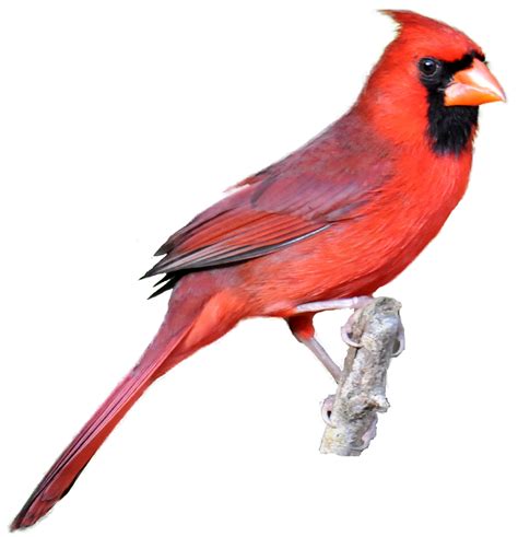 Red cardinal clipart 20 free Cliparts | Download images on Clipground 2024