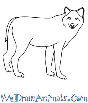 How to Draw a Timber Wolf