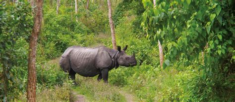 Chitwan Wildlife Safari | Nepal Wildlife Adventure Travel | World ...