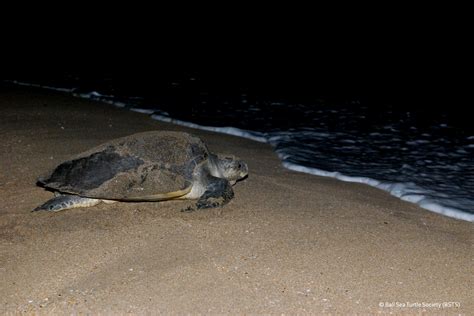 Bali Sea Turtle Society (BSTS) working with local communities