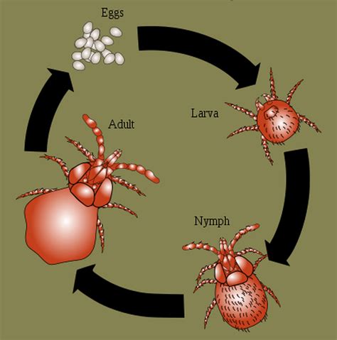 Chiggers: What They Are, How They Work & How To Avoid Them - Hobby Farms