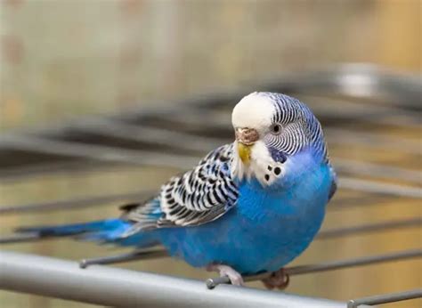 What Does It Mean When A Budgie Sings?- 3 Reasons Explained!