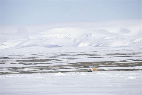 Tundra Characteristics | Sciencing