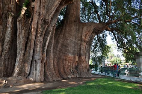 Curiosidades del Mundo: Árbol del Tule, México: El árbol más ancho del Mundo. Historia, leyenda ...