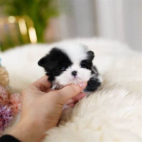 Bianca - Female Teacup ShihTzu | Mini Teacup Puppies