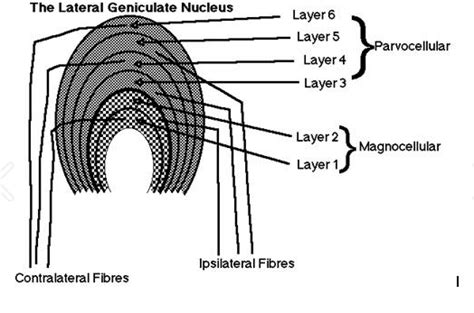 The lateral geniculate ("bent like a knee") nucleus (LGN) is a part of ...