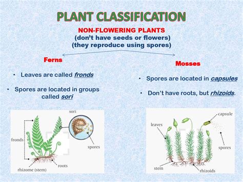 Plant Classification Grounds Management Association - Riset