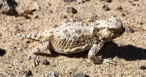 Desert Horned Lizard | The Animal Facts | Appearance, Diet, Habitat