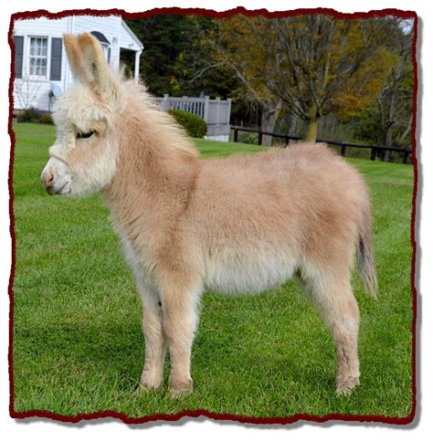 Shorecrest Farm's Miniature Donkeys For Sale in Linden, Pennsylvania