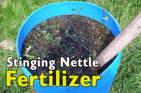 Stinging Nettle Fertilizer | Five Gallon Ideas