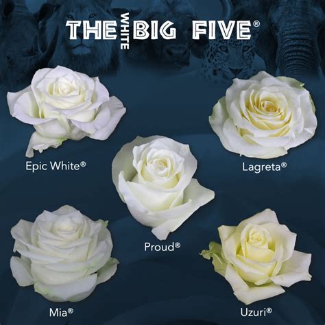 The Big Five Rose Edition - Part 3 - White Roses - Article on Thursd