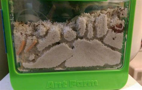 The Ant Farm at 60 - GeekDad