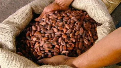 Cocoa Beans Seeds at best price in Tiruvallur by Alpicam Global Exports | ID: 8892147097