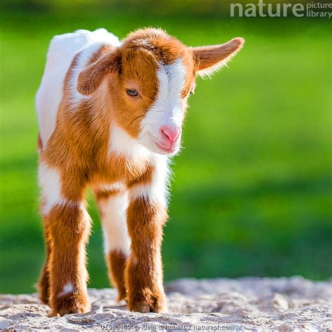 Nature Picture Library Pygmy goat kid on rock, France. - Klein & Hubert