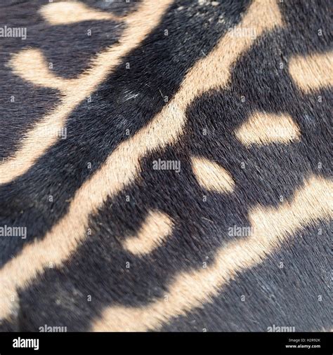 Common Zebra skin Stock Photo - Alamy