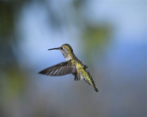 Hummingbird Anatomy - An Easy Guide for Bird Watchers