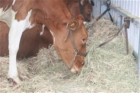 Jersey Cattle Breed