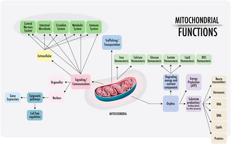 Frontiers | Mitochondria: It is all about energy