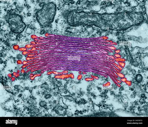 Coloured scanning electron micrograph (TEM) of Golgi apparatus, stacks ...