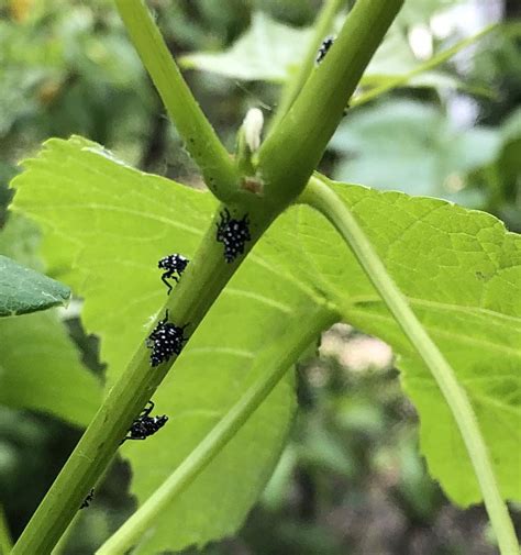 The evil little lantern fly nymphs are all over my grapevines today! Now what?? : r/gardening