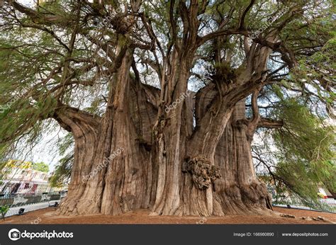 Tree of Tule in Mexico — Stock Photo © jkraft5 #166980890