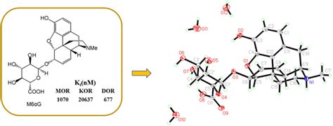 Morphine‐6‐Glucuronide Isomers‐Synthesis and Biological Evaluation - Yang - 2020 - Bulletin of ...