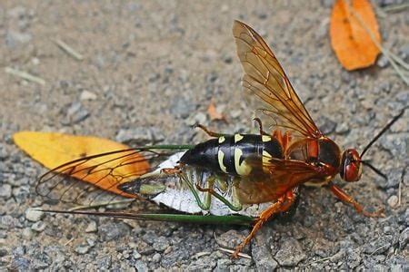 While the ‘murder hornet’ is not in Pa., you could come across a giant ...