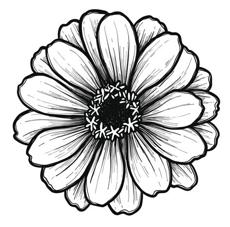 Gerbera Daisy Drawing | Free download on ClipArtMag