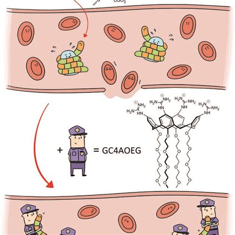 Scheme of heparin reversal by GC4AOEG in the circulatory system | Download Scientific Diagram