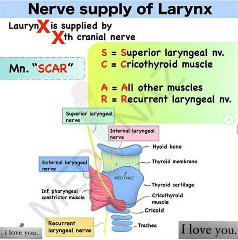 Cricothyroid Innervation