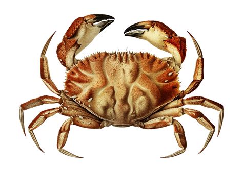 Dungeness crab - Download Free Vectors, Clipart Graphics & Vector Art