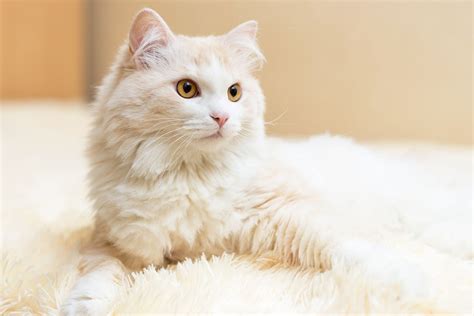 Turkish Angora vs Siamese - Breed Comparison | MyCatBreeds