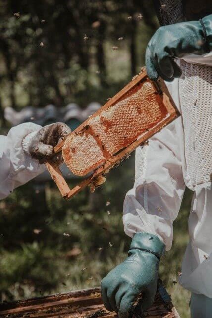 Honey Bee Farming: How to Start Honey Processing Business - Just Credible