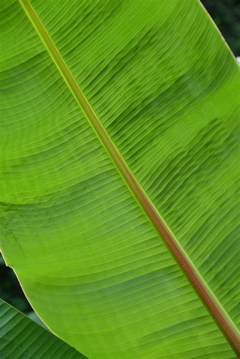 Gambar : pohon, cabang, struktur, menanam, bunga, garis, telapak tangan, botani, kuning, Flora ...