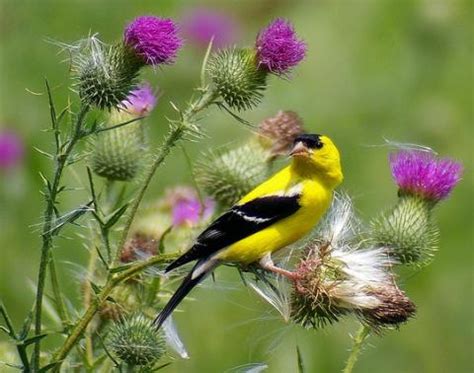 Iowa State Bird | Eastern Goldfinch